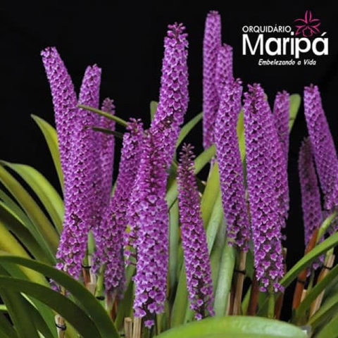 Orquídea Arpophyllum Giganteum Adulta