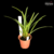 Orquídea Arpophyllum Giganteum Tam.3 - comprar online