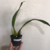 Orquídea Bifrenaria Tyrianthina - Tam. 3 - comprar online