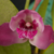 Orquídea Corte de Bifrenaria Tyrianthina- Adulta - Orquidário Maripá