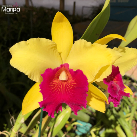 Orquídea Blc. Alma Kee "Tip Malee" - Pré - Adulta - comprar online
