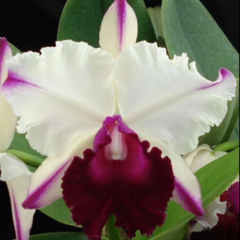 Orquídea Blc. Ann Cleo Laina - Tam. 2 - comprar online