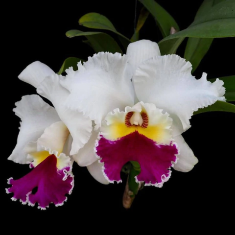 Orquídea Blc. Chian-Tzy Lass 'Hossai'- Tam. 2 - comprar online