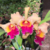 Orquídea Blc. Chunyeah 17 X Blc. Pumpkin Festival- Tam. 3 na internet