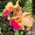 Orquídea Blc. Chunyeah 17 X Blc. Pumpkin Festival- Tam. 3