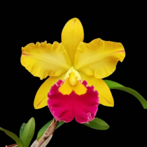 Orquídea Blc. Chunyeah 17 x Blc. Toshie Aoki - Planta Adulta - comprar online