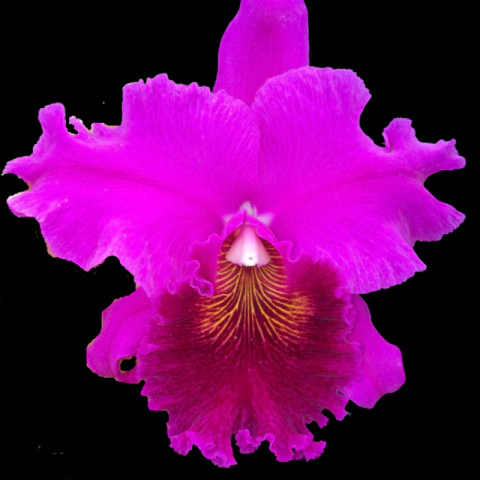 Orquídea Blc. Crispim Rosales "Rolf" - Tam. 2 - comprar online