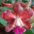 Orquídea Blc. Durigan Crater - Tam. 2