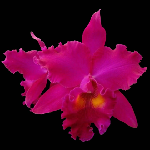 Orquídea Blc. George Suzuki- Tam. 2 - comprar online