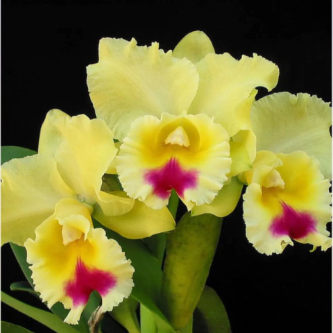 Orquídea Blc. Goldenzelle Lemon Chiffon - Tam. 2 - comprar online