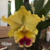 Orquídea Blc. Goldenzelle Lemon Chiffon - Tam. 3
