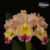 Orquídea Blc. Goldenzelle "Saddle Peak" - Tam.3