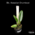 Orquidea Blc. Hawaiian Drumbeat(144) - Tam.2 - comprar online