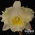Orquídea Blc. Island Chayn Blumen Insel cattleya clone de cor branca , belíssima Tam.3 na internet
