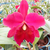 Orquídea Blc. Marie Medallion Rubi - Pré-adulta