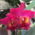 Orquídea Blc. Maripa flor grande exclusividade - Tam. 3