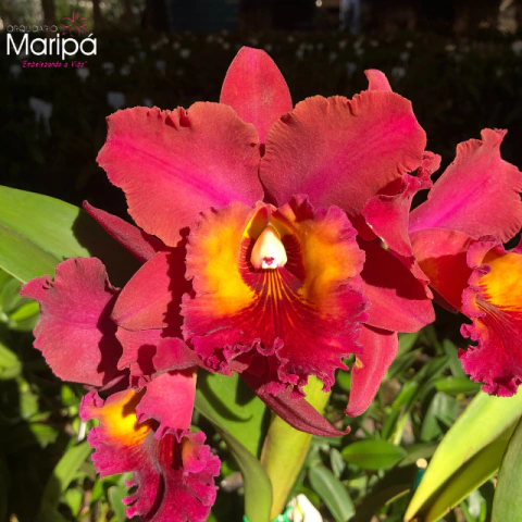 Orquídea Blc. Maripa Pré-adulta flor grande exclusividade