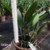 Orquidea Blc. Nobile´s Bruno Bruno flores de porte médio cor vermelha - Adulta - comprar online
