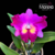 Orquídea Blc. Ottara Fragance- Tam. 2
