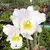 Orquídea Blc.Pastoral "Inocence"(439)- Tam. 2