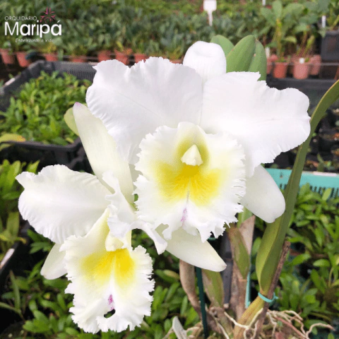 Orquídea Blc.Pastoral "Inocence"- Pré adulta - comprar online