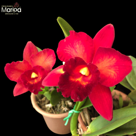 Blc.Toshie Aoki X Slc.Wendis Valentine - Adulta - comprar online