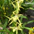 Orquídea Brassia Archnoidea Barbosa Rodrigues X Miltonia Flavescens- Adulta - Orquidário Maripá