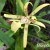 Orquídea Brassia Archnoidea Barbosa Rodrigues X Miltonia Flavescens- Adulta - loja online