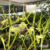 Orquídea Brassia Rex planta exótica - Pré adulta - comprar online