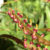Orquídea Bulbophyllum Falcatum - Pré Adulta - comprar online
