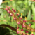 Orquídea Bulbophyllum Falcatum - Adulta na internet