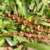 Orquídea Bulbophyllum Falcatum - Adulta - Orquidário Maripá