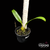 Orquídea Bulbophyllum Lobby- Tam. 2 - comprar online