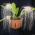 Orquídea Bulbophyllum Medusae- Tam. 2