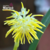 Orquídea Bulbophyllum Odoratissimum de porte pequeno Pré-adulta