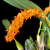 Bulbophyllum Elassonotum Tam.3 - comprar online