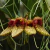 Bulbophyllum Frostii - Planta Adulto Mini Orquídea - comprar online