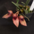 Bulbophyllum Frostii - Planta Adulto Mini Orquídea - comprar online