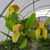 Orquidea Bulbophyllum Grandiflorum - Pré -adulta na internet