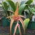 Orquídea Bulbophyllum Lobby- Tam. 2