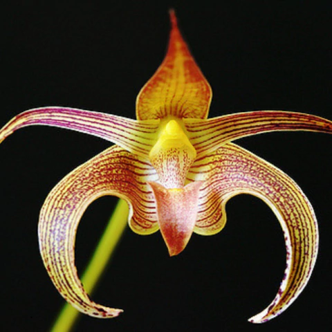 Orquídea Bulbophyllum Lobby - Adulta - comprar online