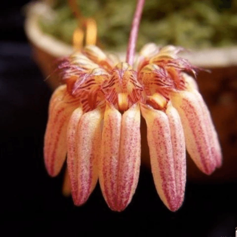 Orquídea Bulbophyllum Sikkimense- Planta Adulta Touceira