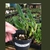 Orquídea Bulbophyllum Tremulum - Mini Orquídea (Adulta) - comprar online