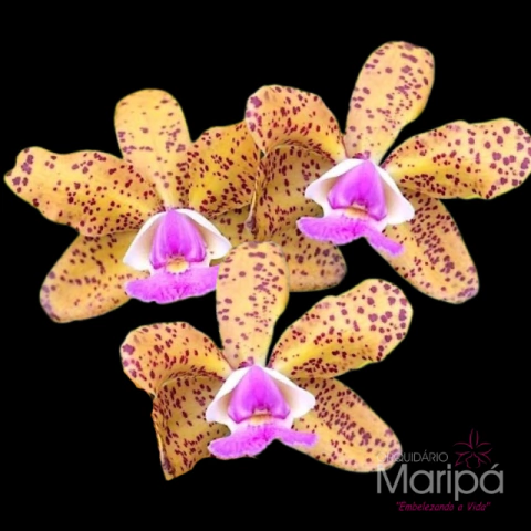 Orquídea C. Corcovado X C. Pão de Açucar - Tam.3 - comprar online