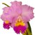 Orquídea Blc. Horace Maxima flor grande Tam.3