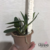 Orquídea Cattleya Loddigesii Alba - Tam. 2 - comprar online