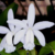 Orquídea Cattleya Loddigesii Alba - Tam. 2