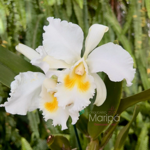 Orquídea C.Nobile´s Virgin X C.Virginia Ruiz X C. Floralow- Planta Pré-Adulta - comprar online