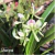Orquídea Anacheilium Fragrans- Pré adulta - comprar online