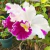 Orquídea Blc. Fire Night Lavender Kiss - Tam. 2